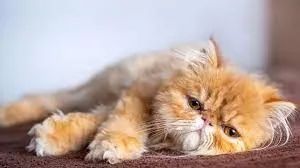 temos filhotes de persas macho e femea  - Foto 3