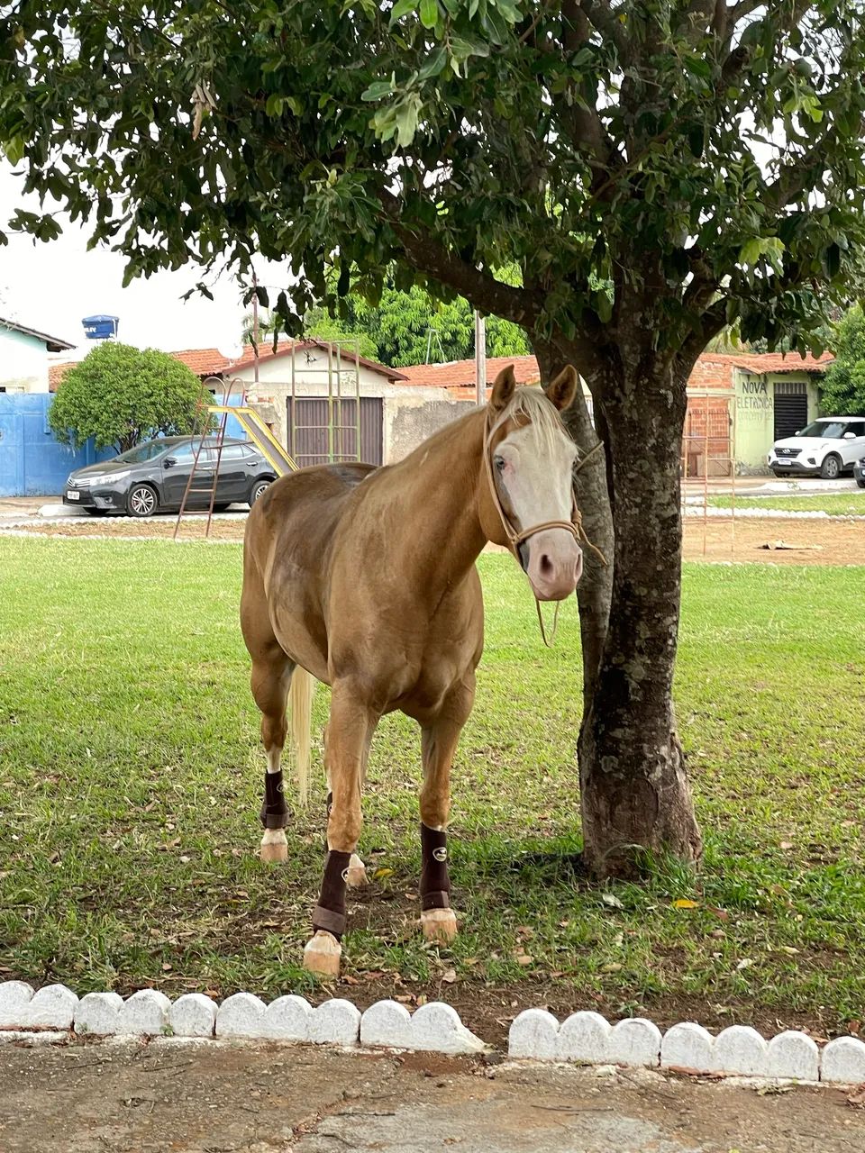 Quarto de Milha Palomino Registrado - Linhagem Gunner - Foto 5