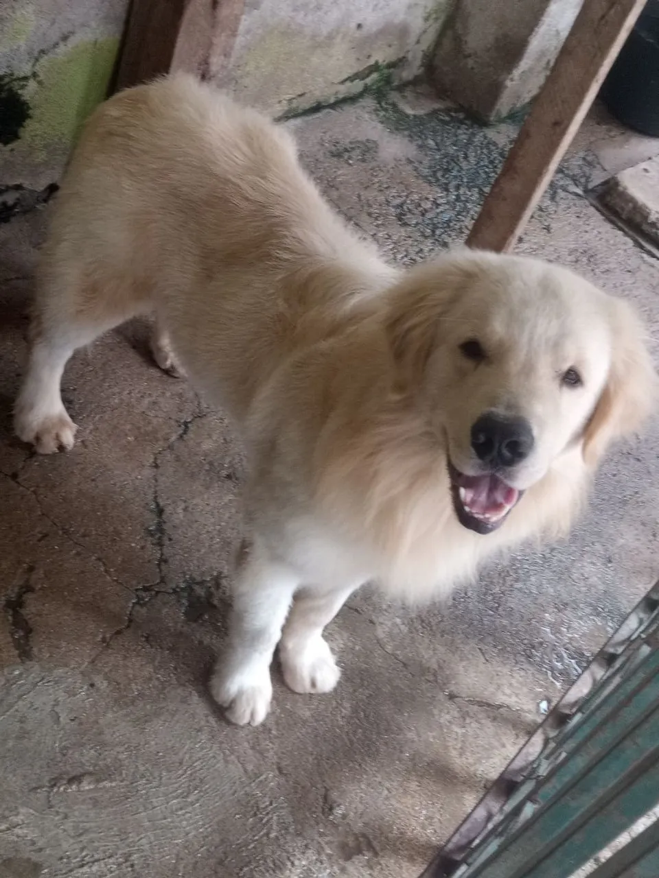 Golden Retriever macho com Pedigree em mãos