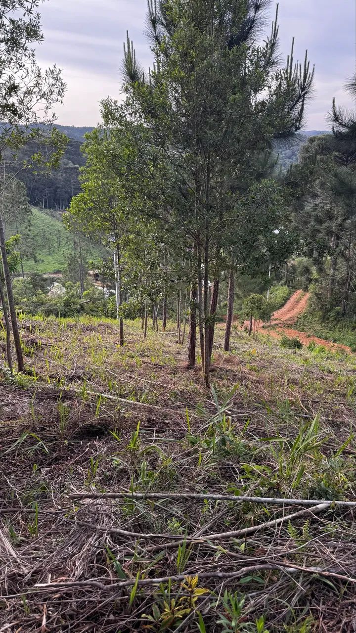 Chácara R$35.000 - Foto 3