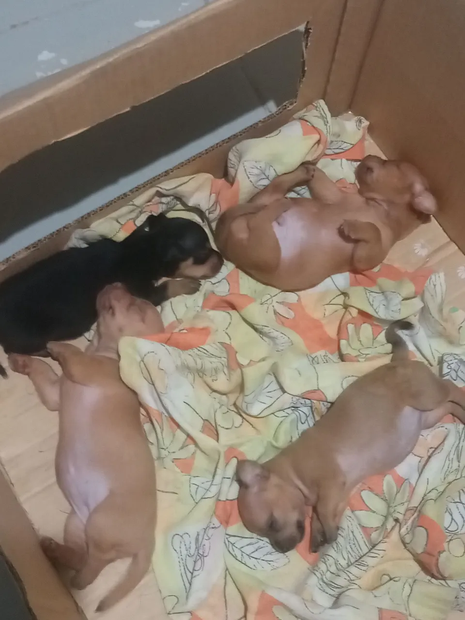Filhotes de Pinscher disponíveis para venda!!