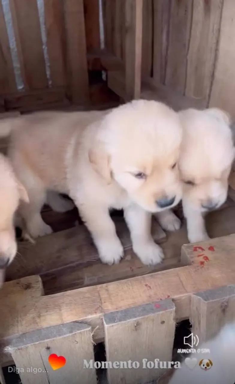 Filhotes Golden Retriever