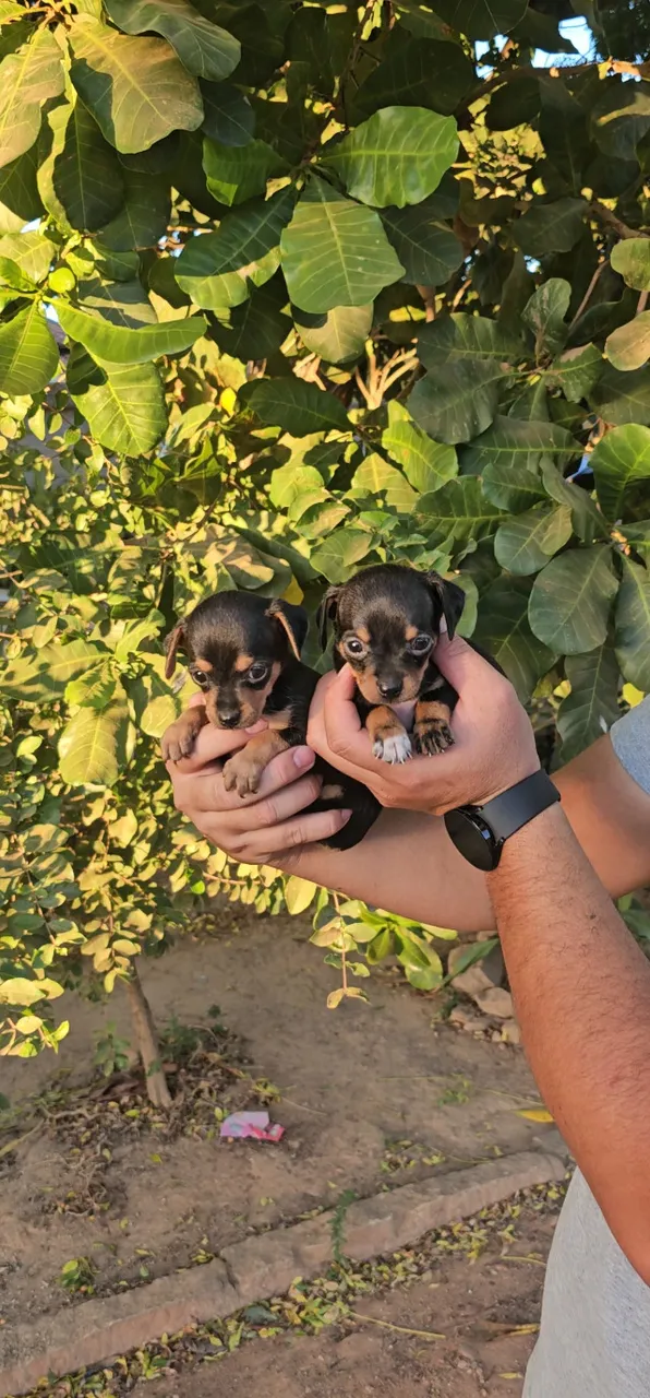 Filhotes de Pinscher Miniatura Zero com um bem pequenininhos!