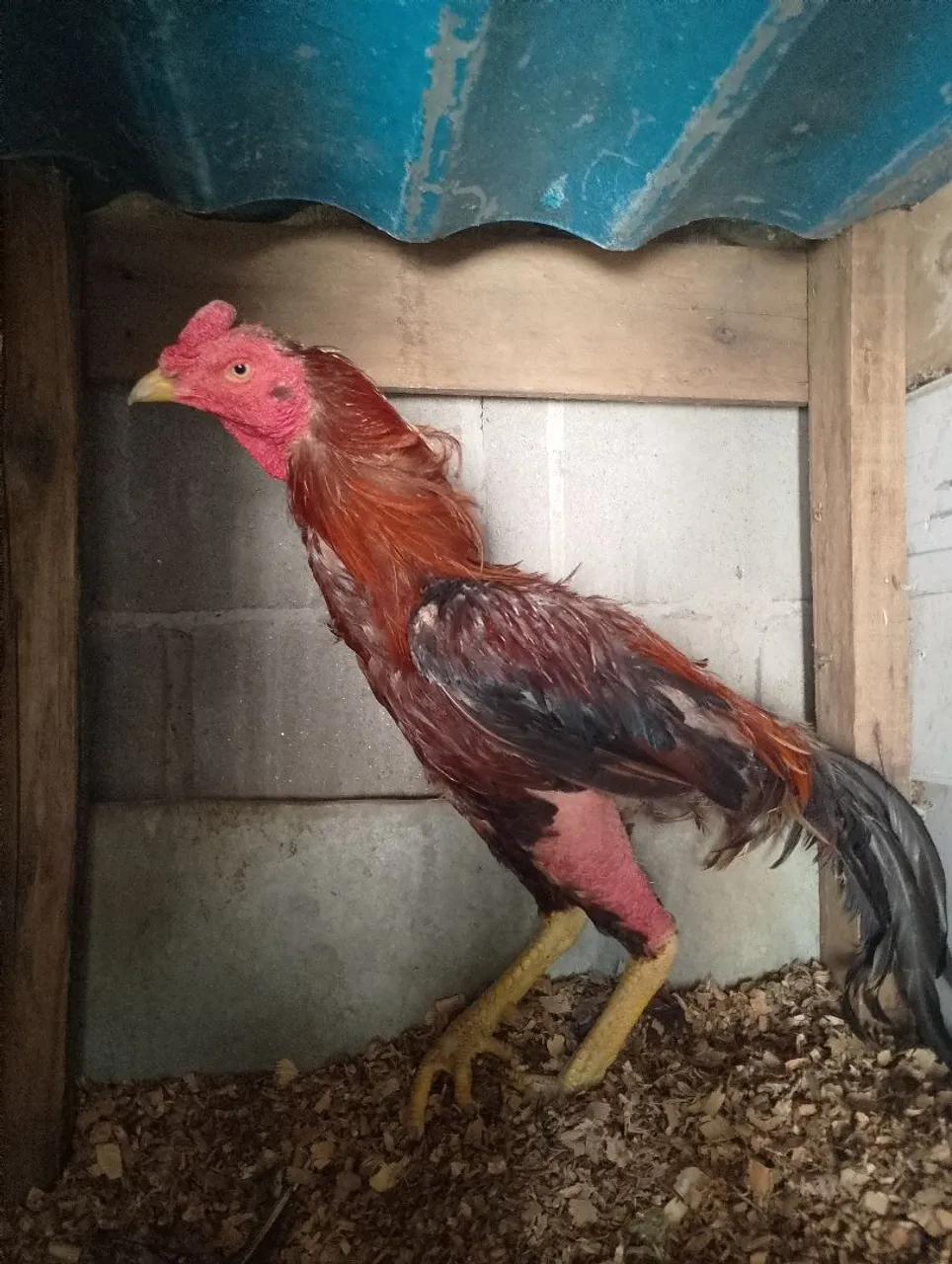 Galo