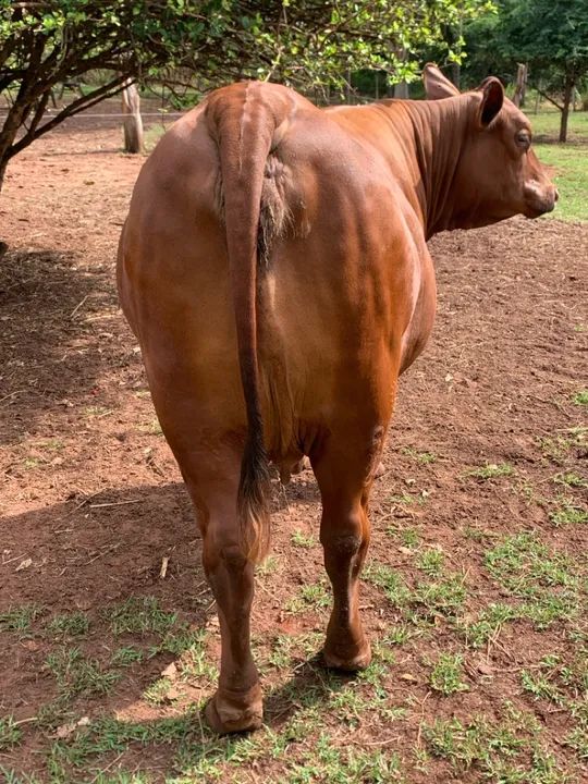 VACA SENEPOL P.O - Foto 2