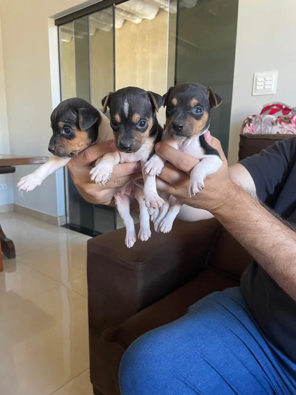 Filhotes de Fox Paulistinha pedigree CBKC