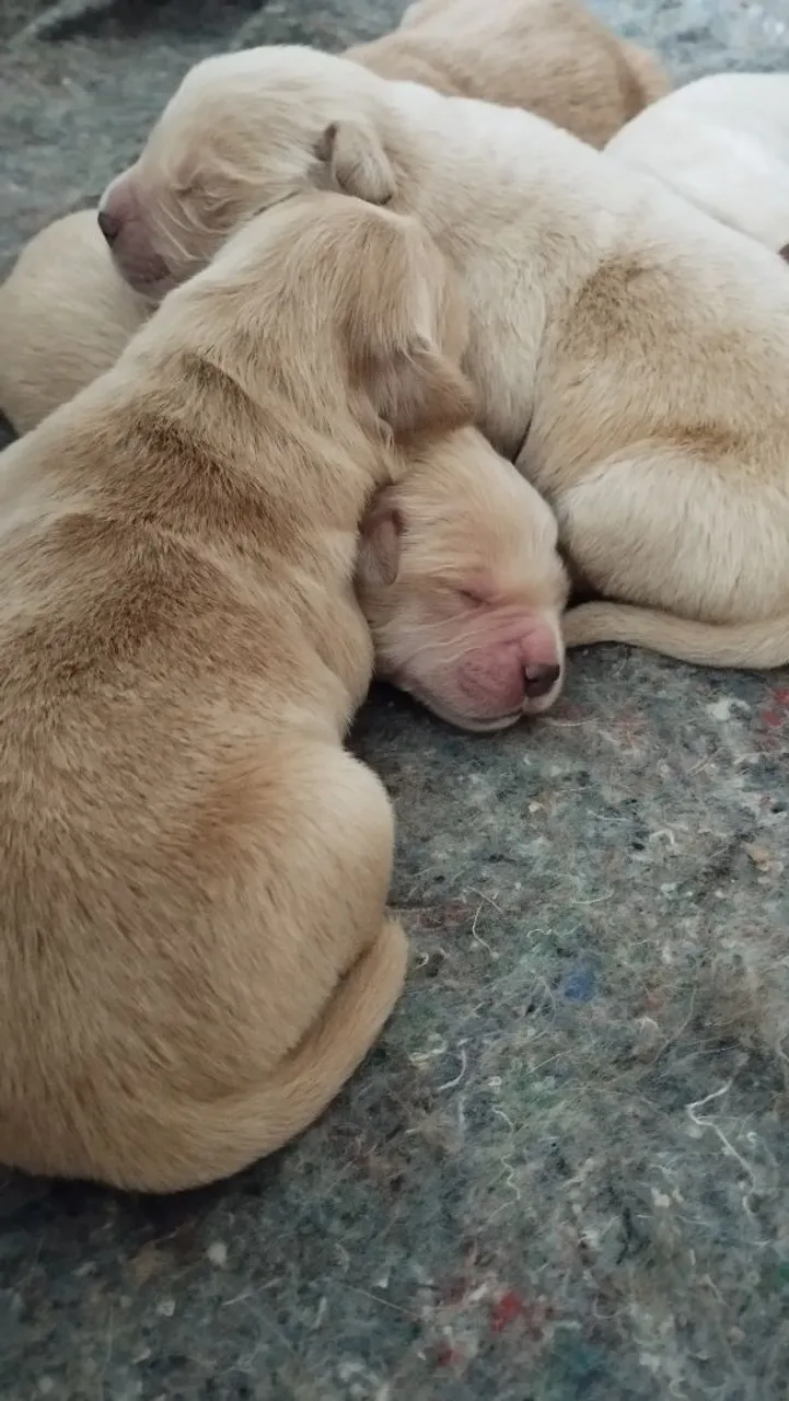 Canil recanto Dourado disponibiliza Filhotes de Golden Retriever para reserva