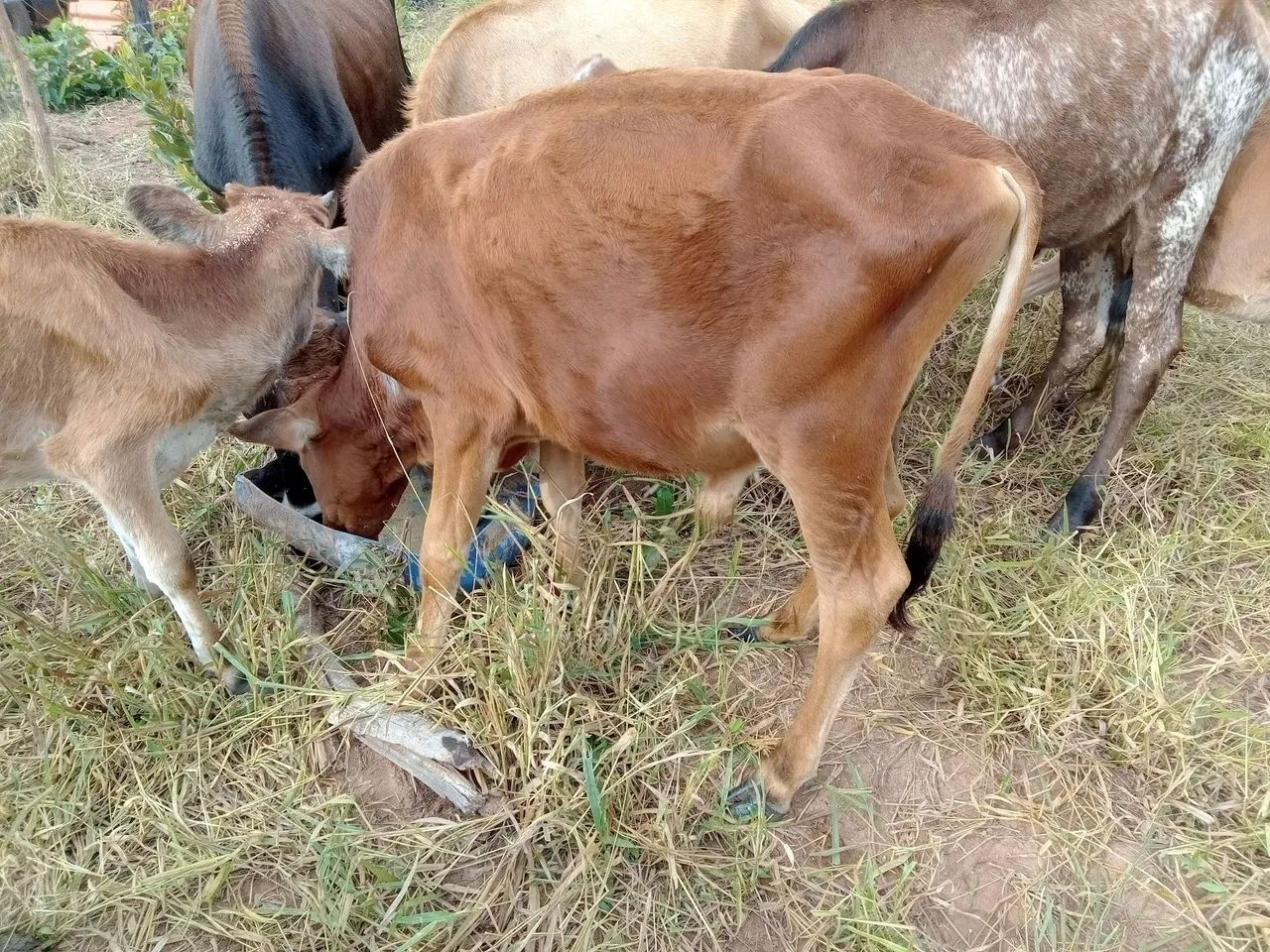 Três bezerros para venda - Foto 5