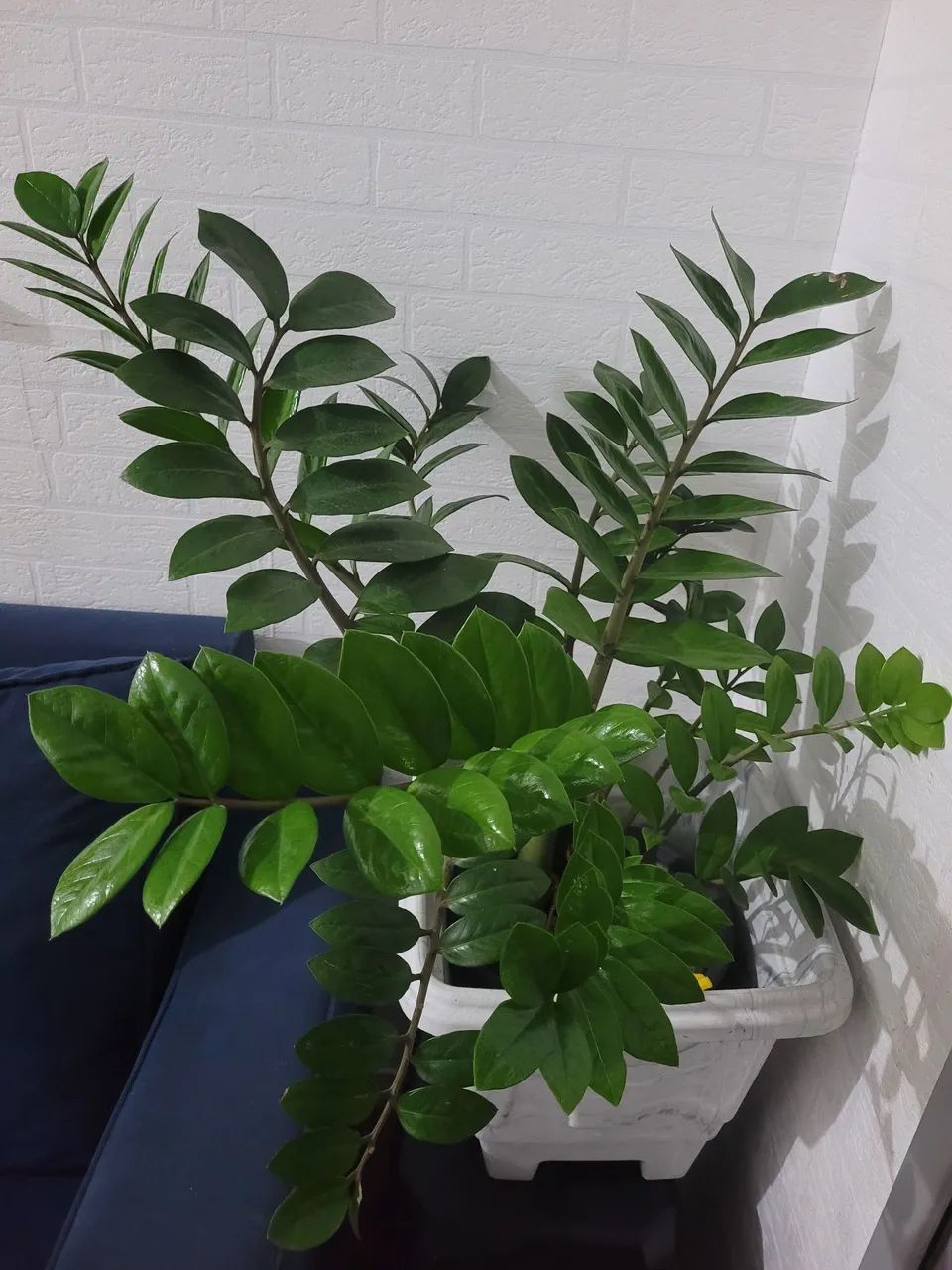 Plantas