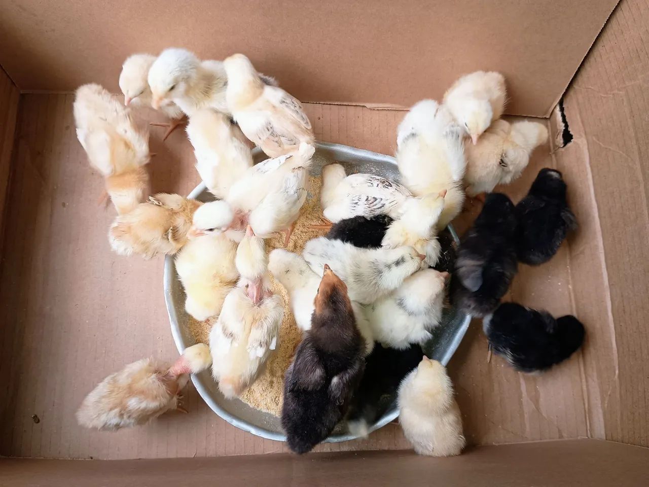 30 Pintinhos caipiras  - Foto 2