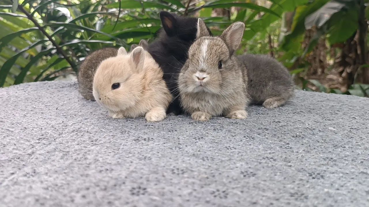 Netherland/ coelho anão  - Foto 3