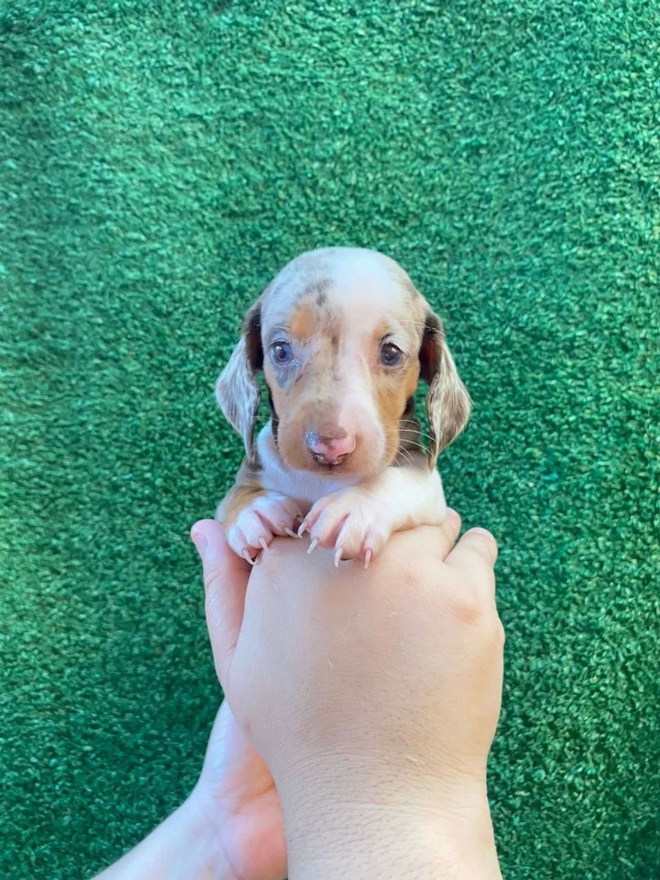 Cofap Daschund Teckel fêmea disponível  - Foto 6