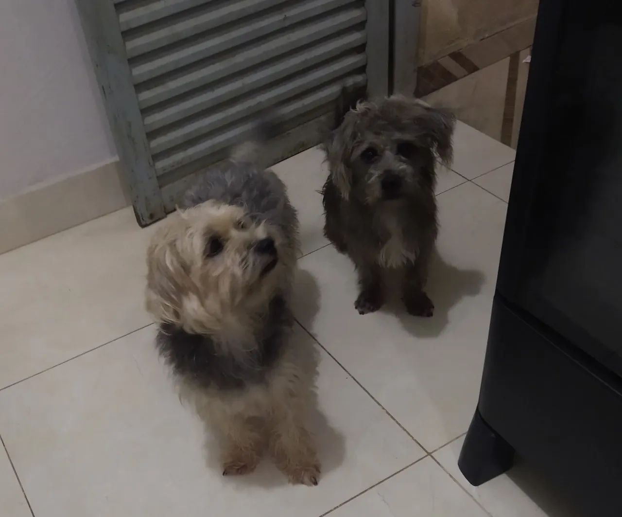 Vendo cachorros Shih Tzu - Foto 4