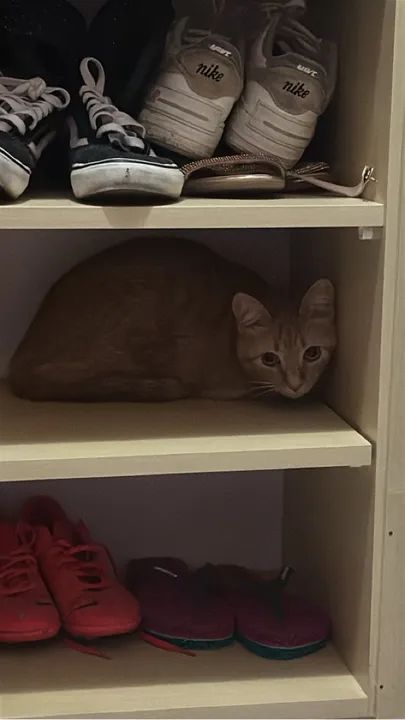 Gatinha dócil(mando ração, areia e caixa de transporte junto)