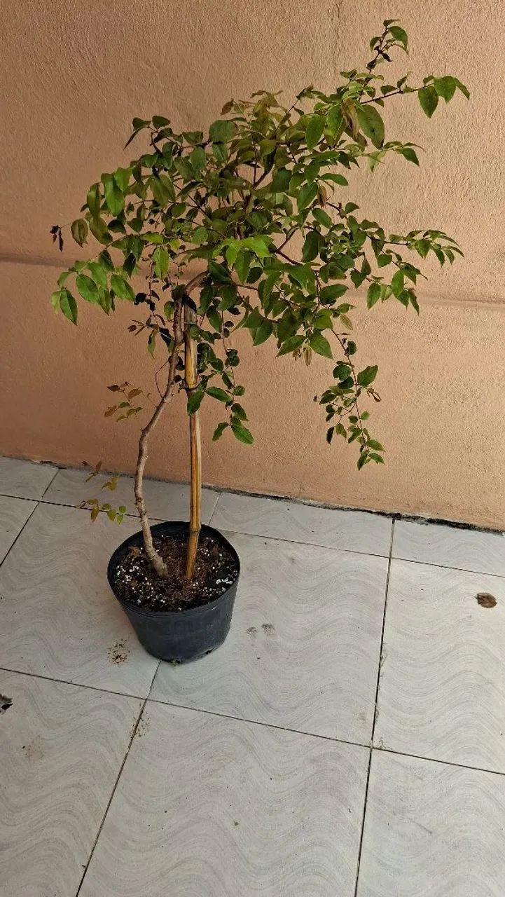 PALMEIRA AZUL  - Foto 2
