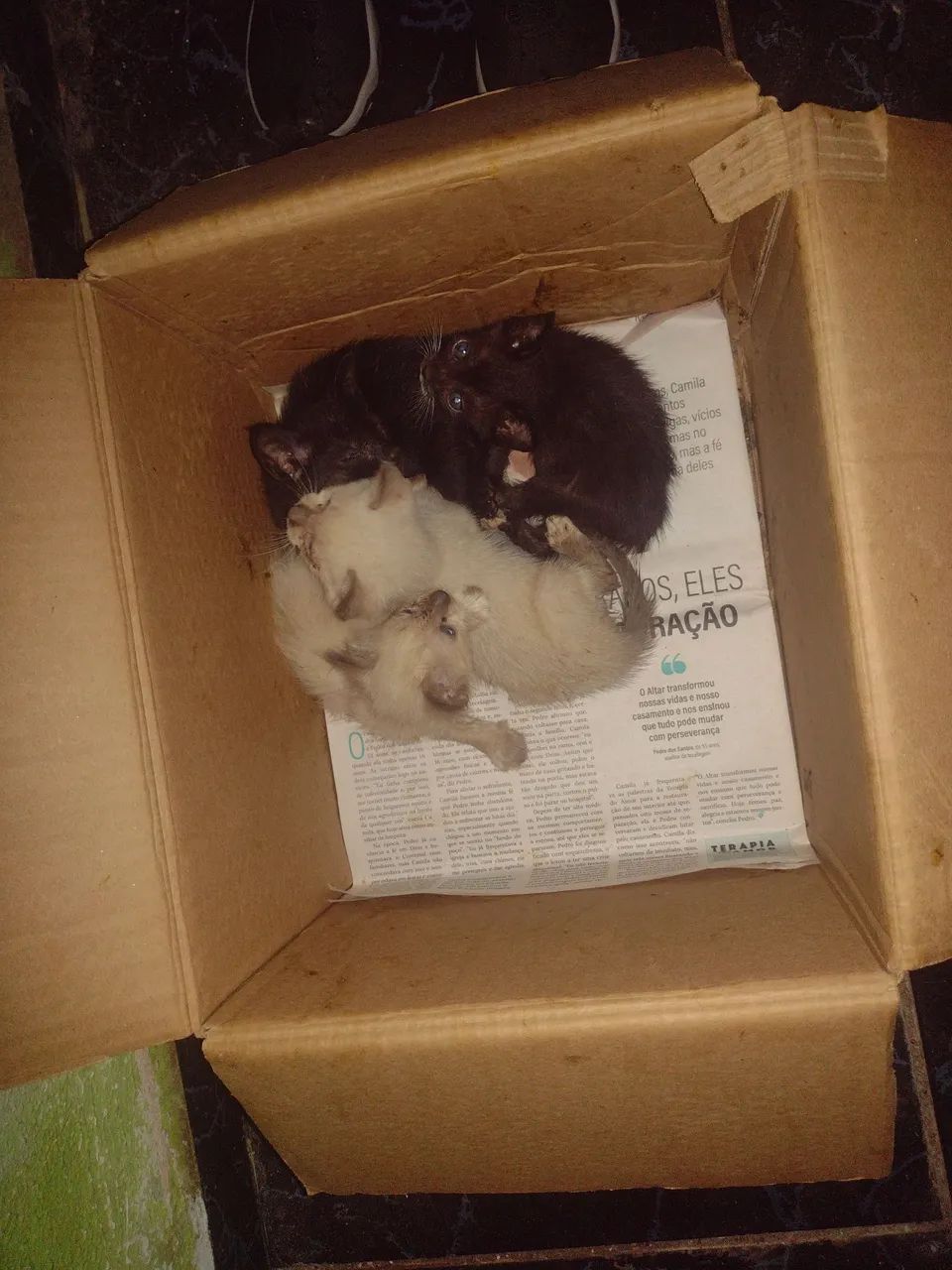 Quatro Gatinhos para Adoção