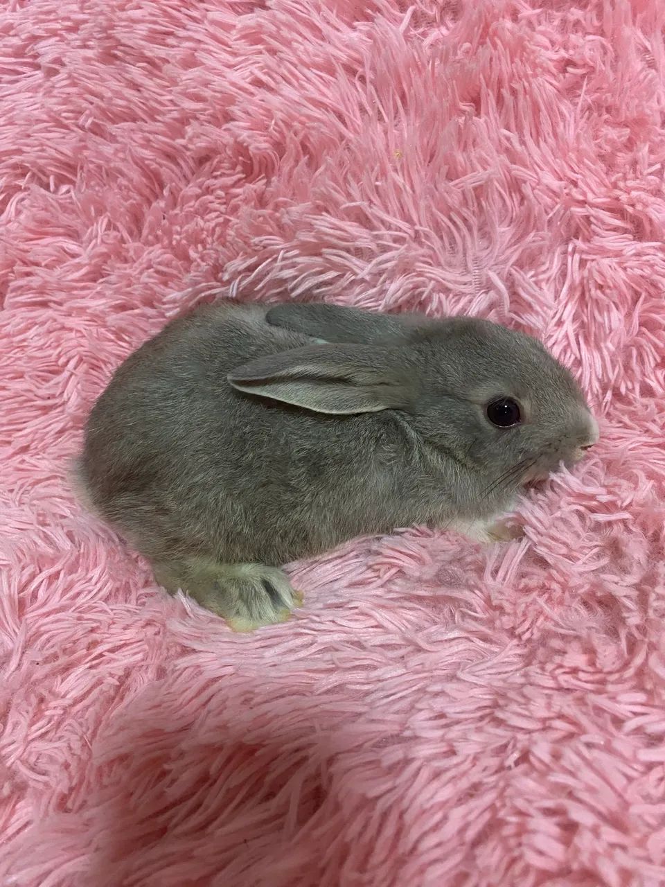 Filhotes de coelhinhos  - Foto 6