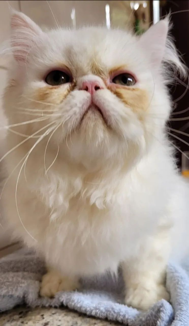 Gatinhos Persa - Branco