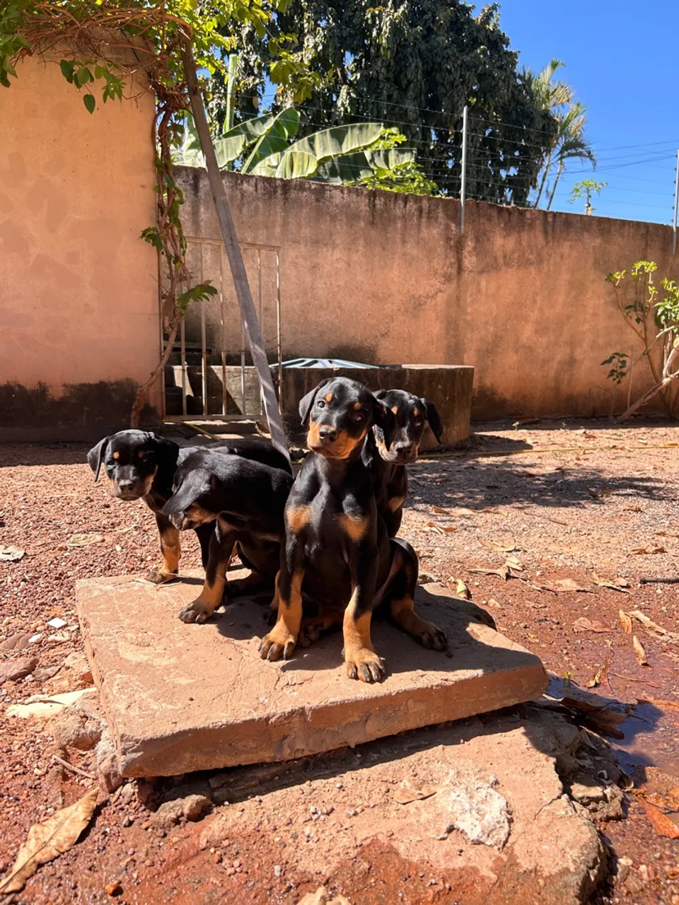 Filhotes de Dobermann!