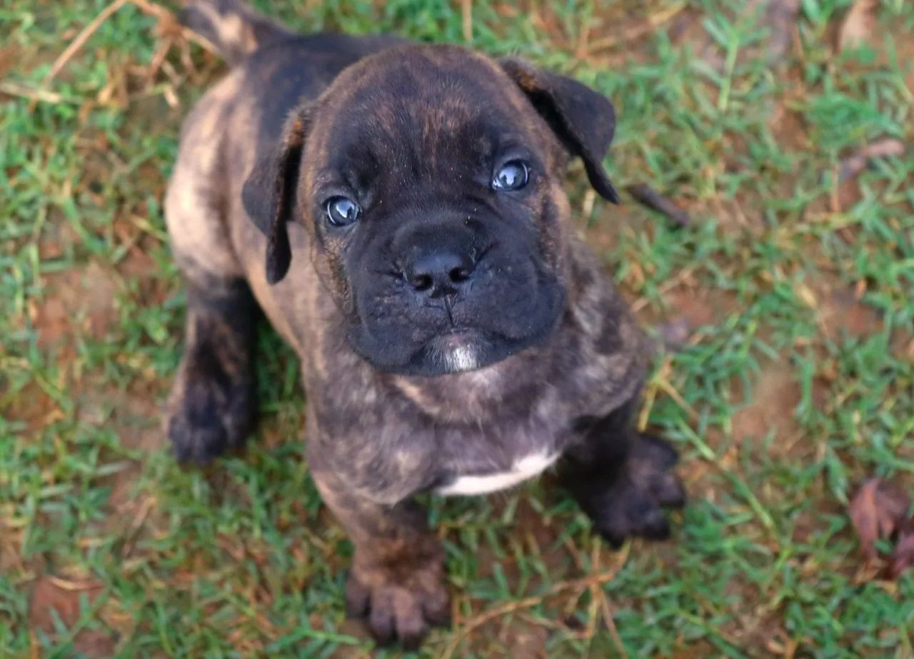 Filhote de Cane Corso- Macho