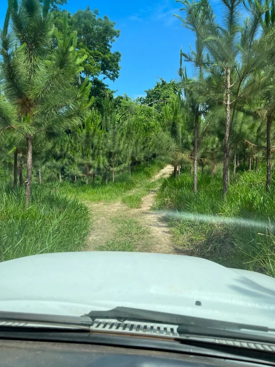 Oportunidade Única! Imóvel Rural em Matão, Buri/SP - Foto 3