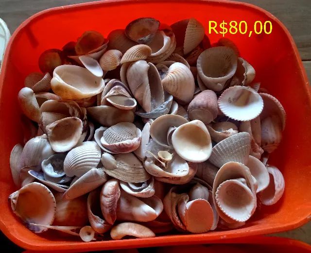 Conchas marinhas - Foto 4