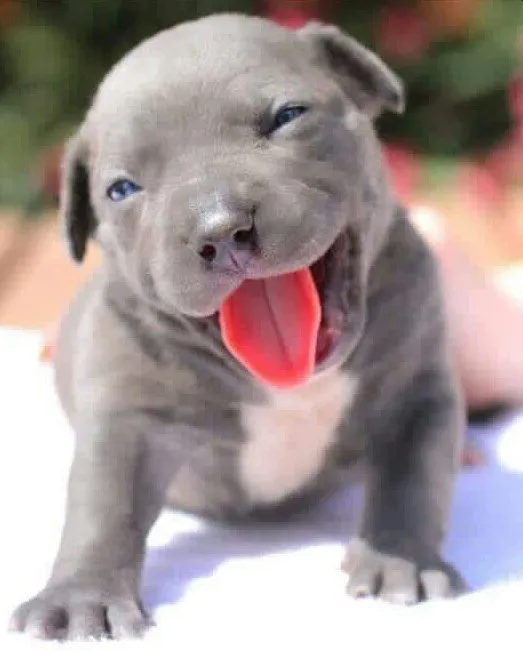 American Bully - Lindos Filhotes Disponíveis - Pedigree