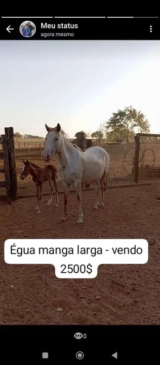 Égua Mangalarga -Marcha Picada