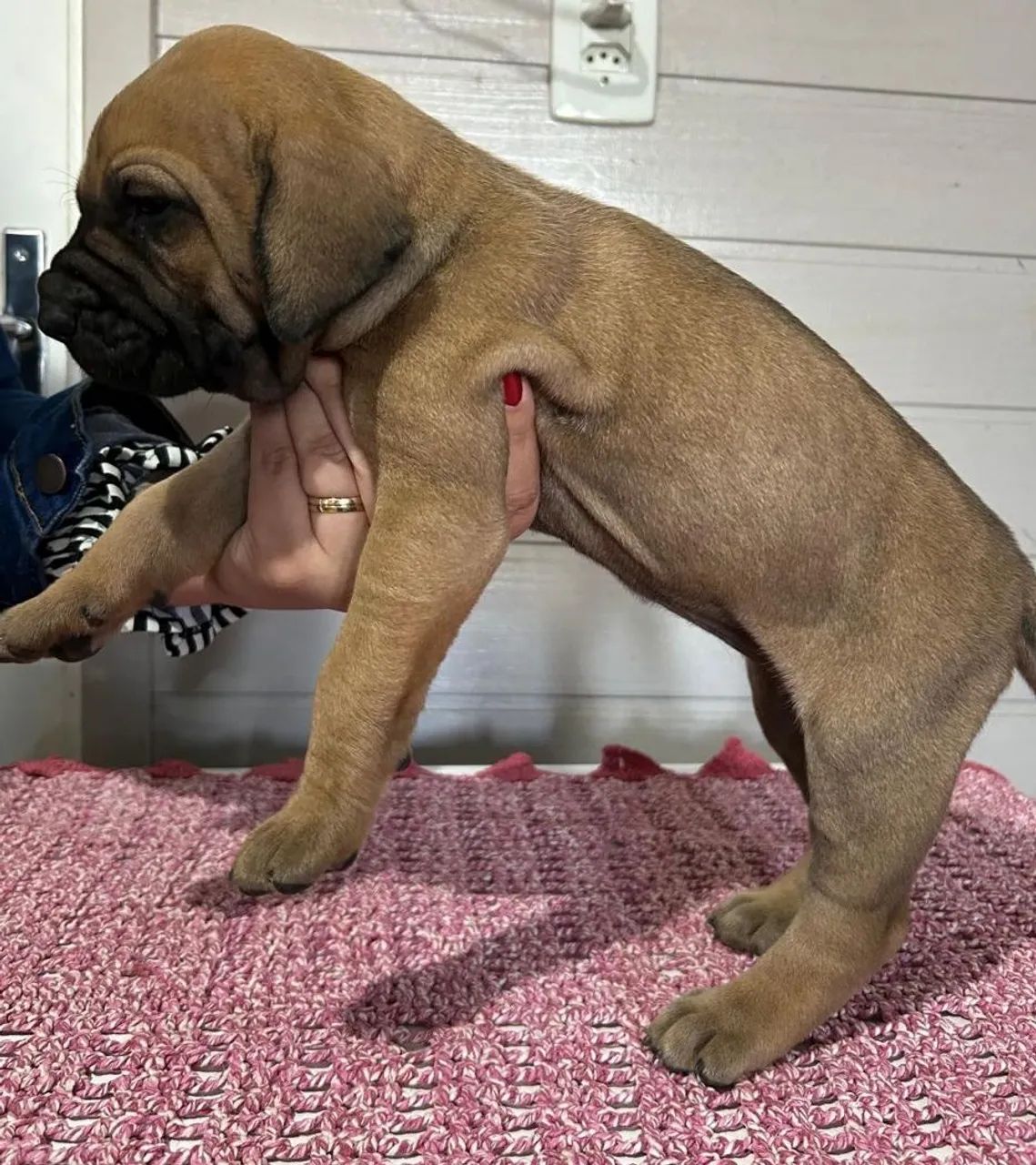 Filhote de Fila Brasileiro