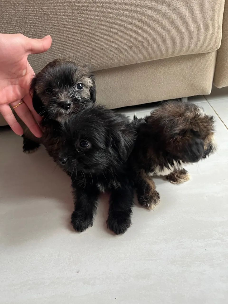 Filhotes Lhasa Apso - Foto 5