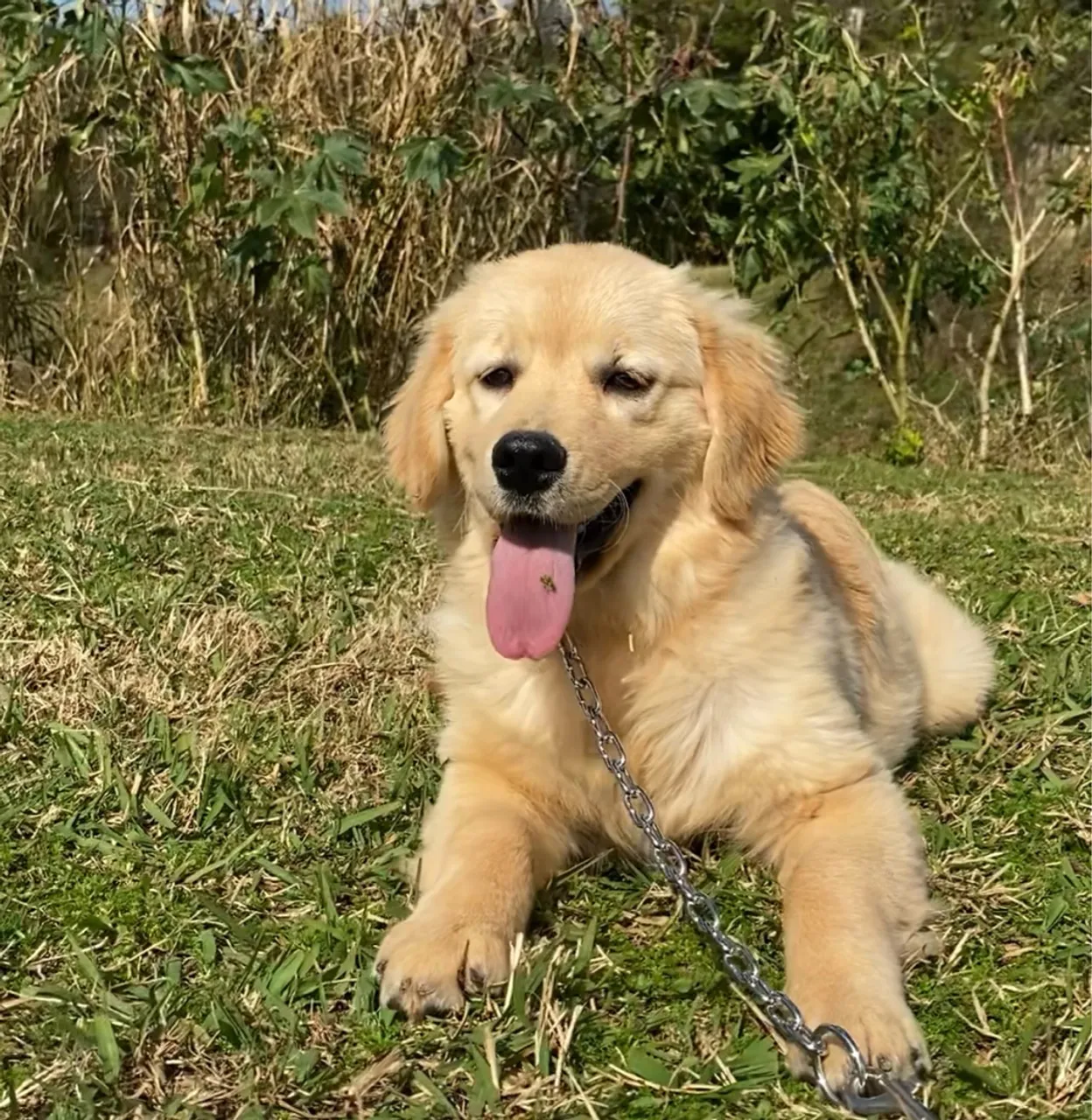 Filhote de Golden Retriever FOTOS REAIS