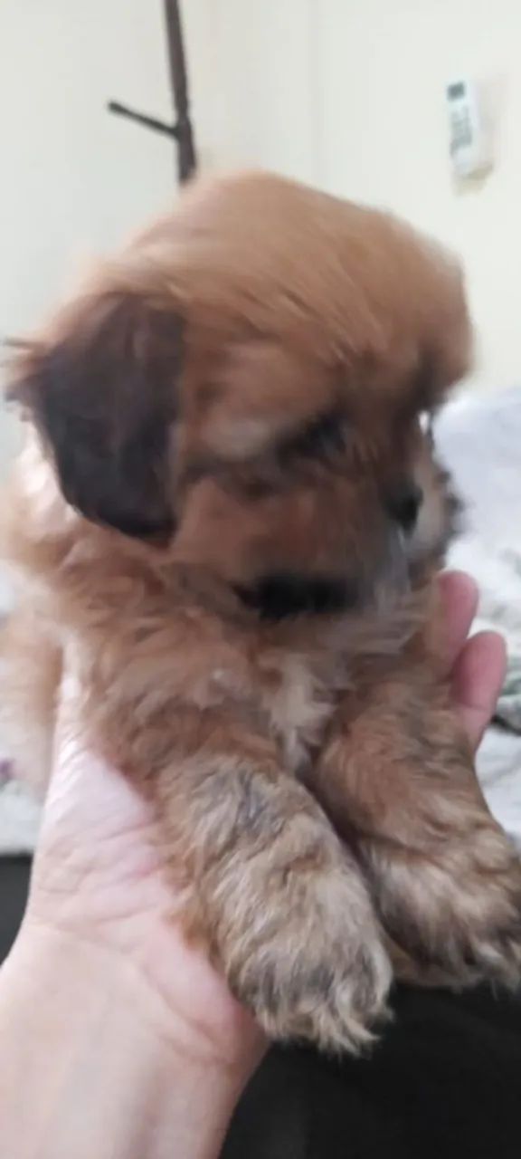 Filhotes de Shih Tzu   - Foto 2