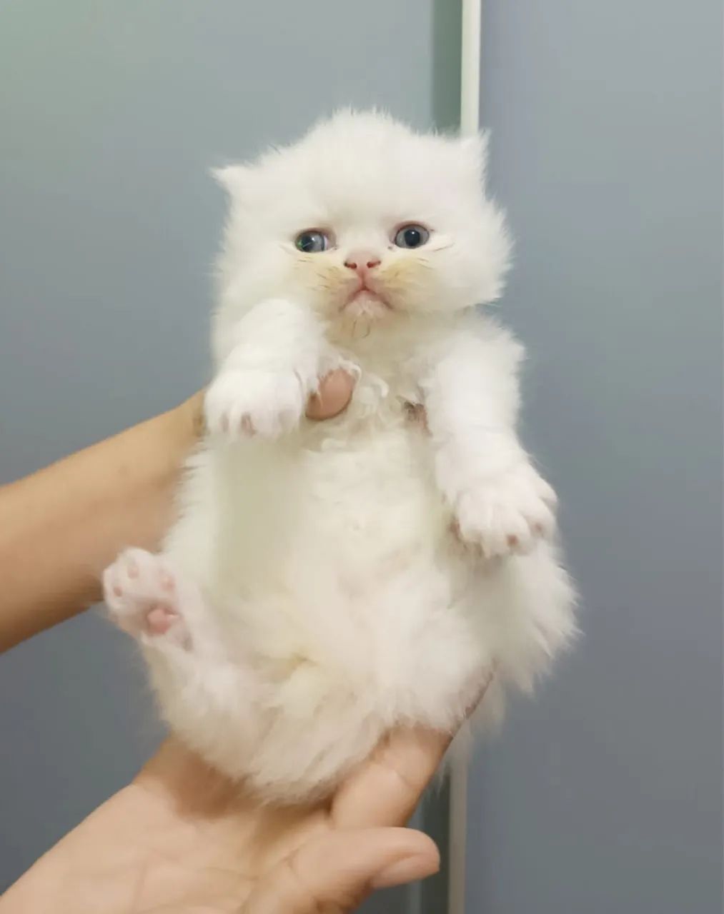 Persa a sua espera  - Foto 3