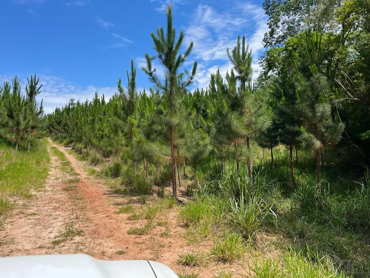 Oportunidade Única! Imóvel Rural em Matão, Buri/SP - Foto 2