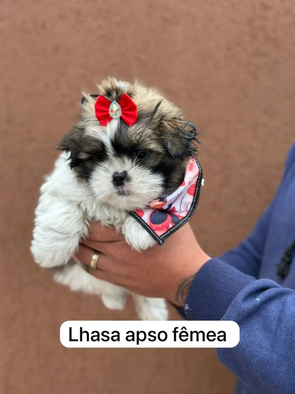 Filhote Lhasa Apso Fêmea