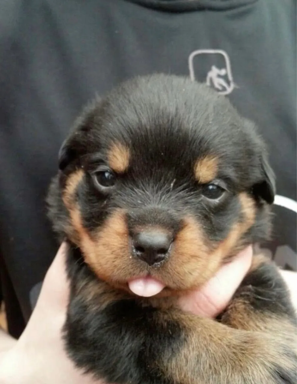 Rottweiler à Sua Espera força obediencia em perfeita harmonia