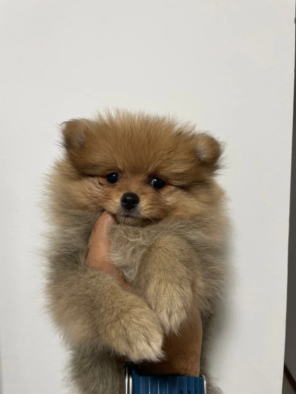 Spitz Alemão Fêmea- Uma bolinha de fofura!
