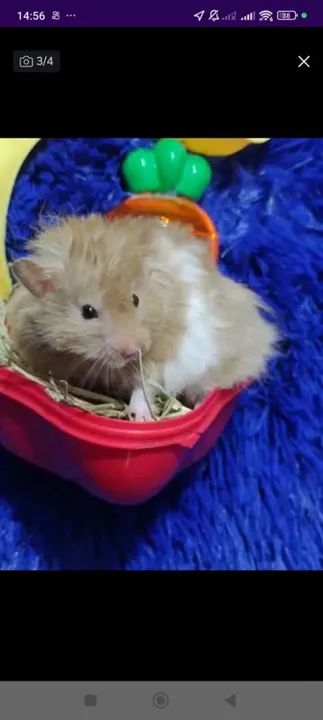 Hámster angorá ursinho (ZAP na descrição do anúncio  - Foto 3