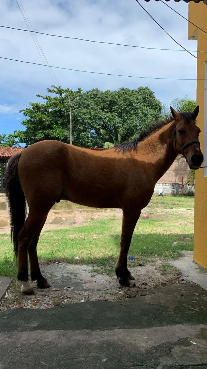 Vendo ou troco cavalo 