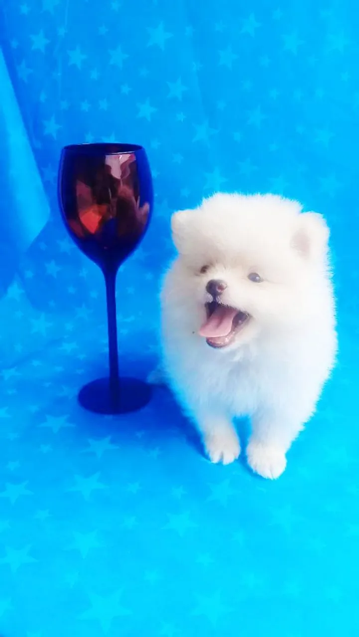 Spitz Alemão