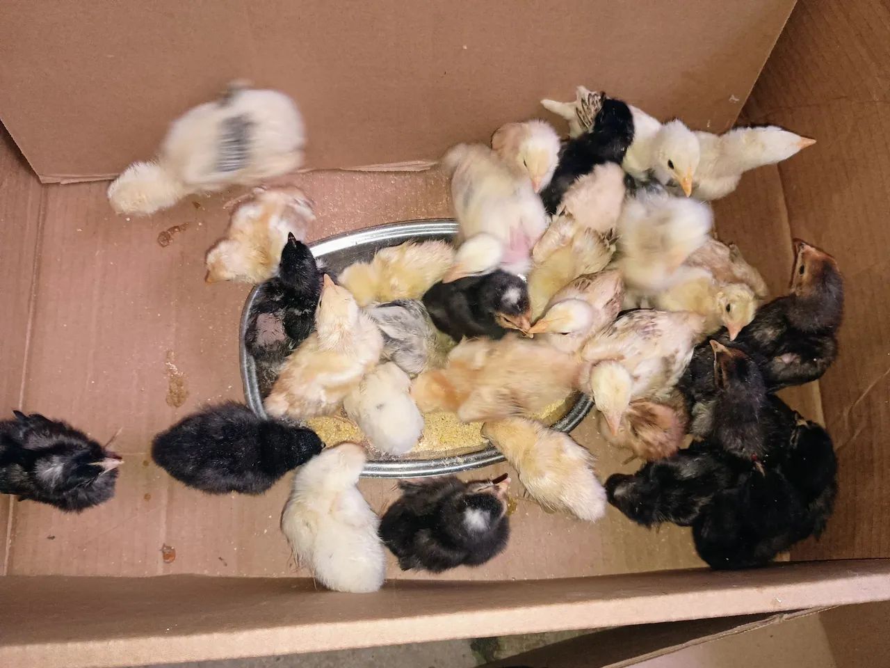 30 Pintinhos caipiras  - Foto 6