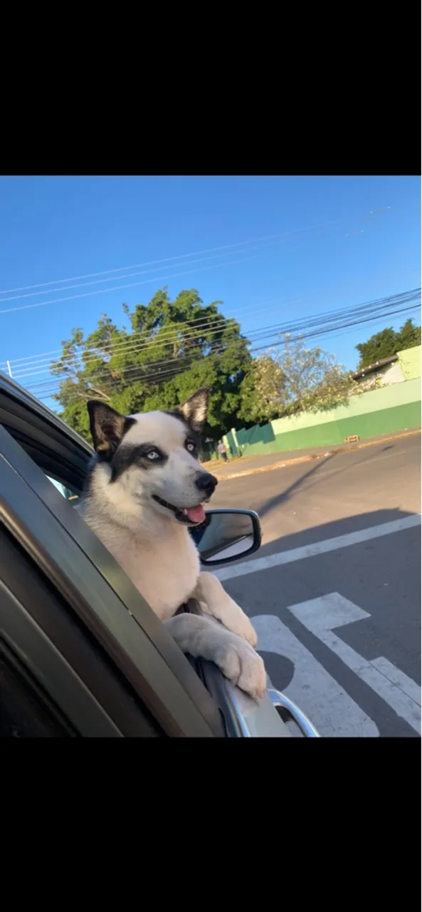 Husky Siberiano