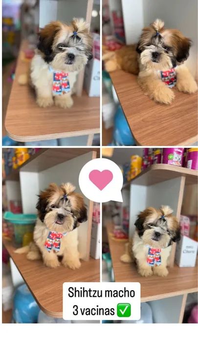 Filhote Shih Tzu Macho - 3 Vacinas e em 12x SEM JUROS