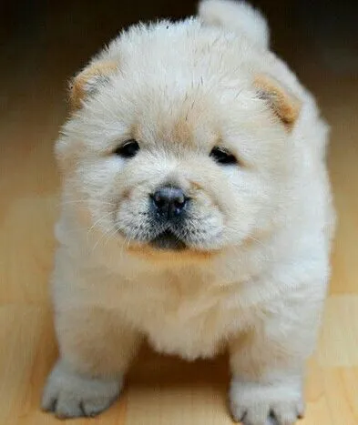 Chow Chow: peludo, imponente e adorável!