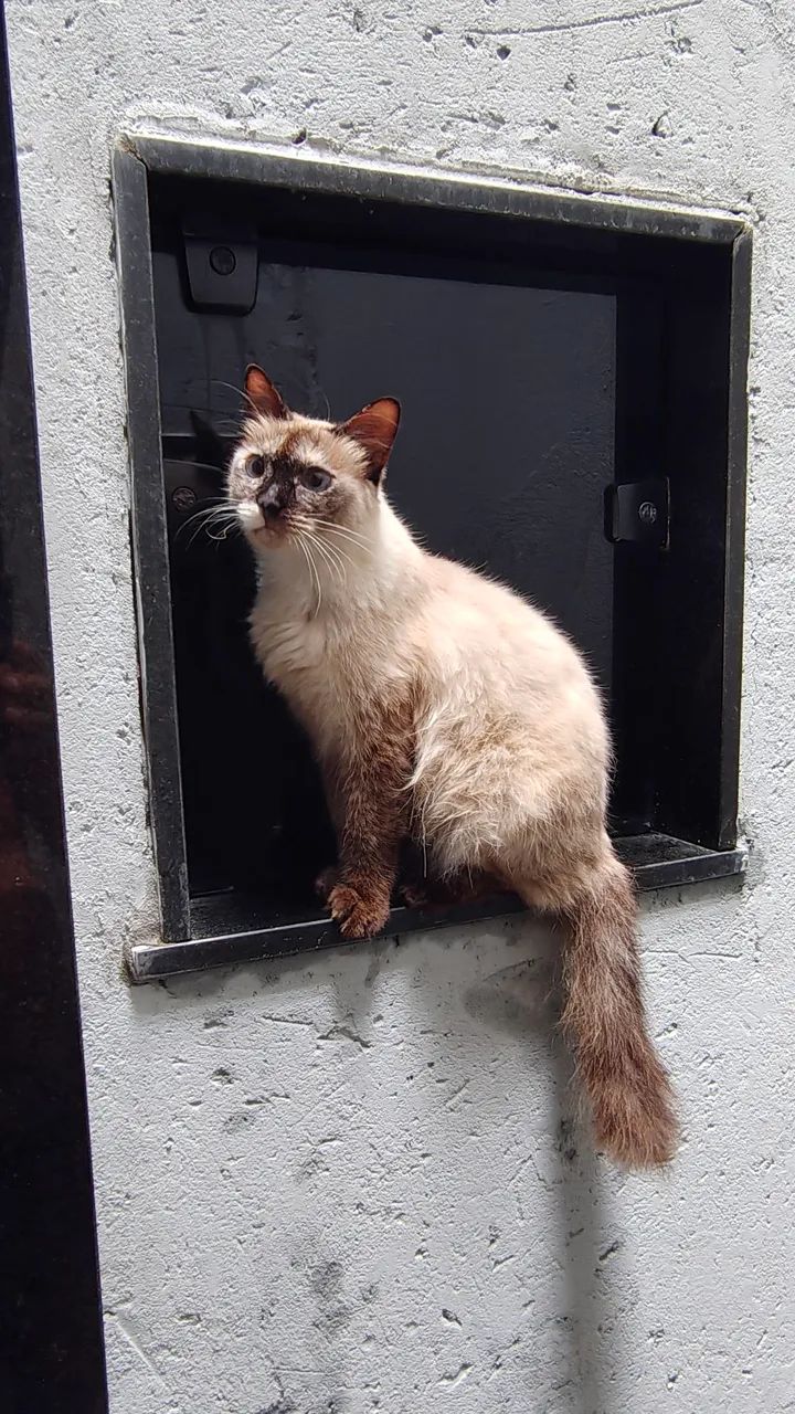 Gata Siamês para Adoção