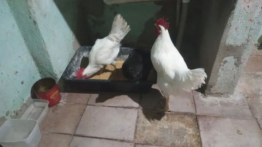 Galinha da raça leghorne  - Foto 6