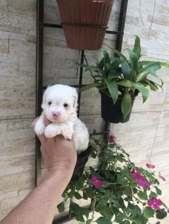 Maltipoo branco neve lindíssima zap (85)99990.2592