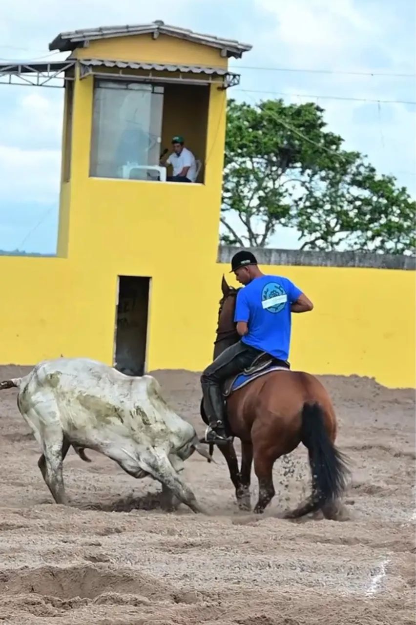 Égua craque na esteira*