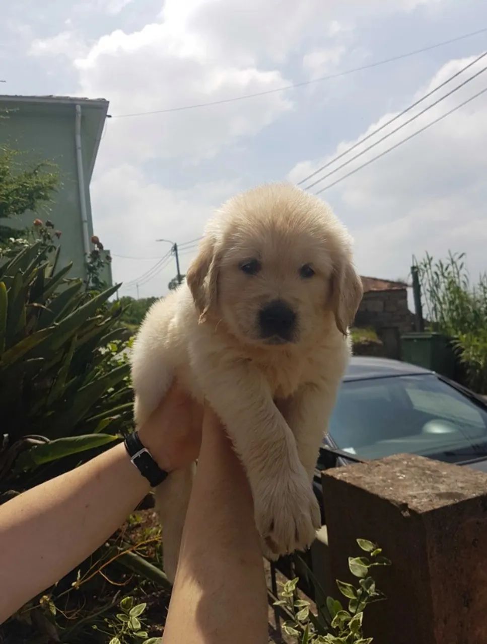 Filhotes de Golden Retriever fêmeas á espera de um lar amoroso - Foto 2