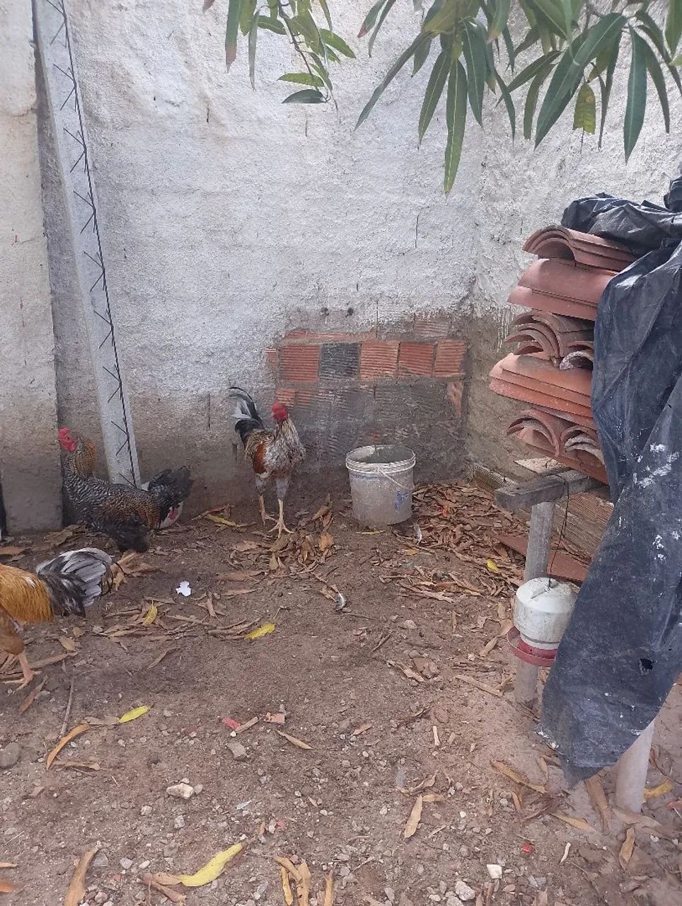 Galo de capoeira 